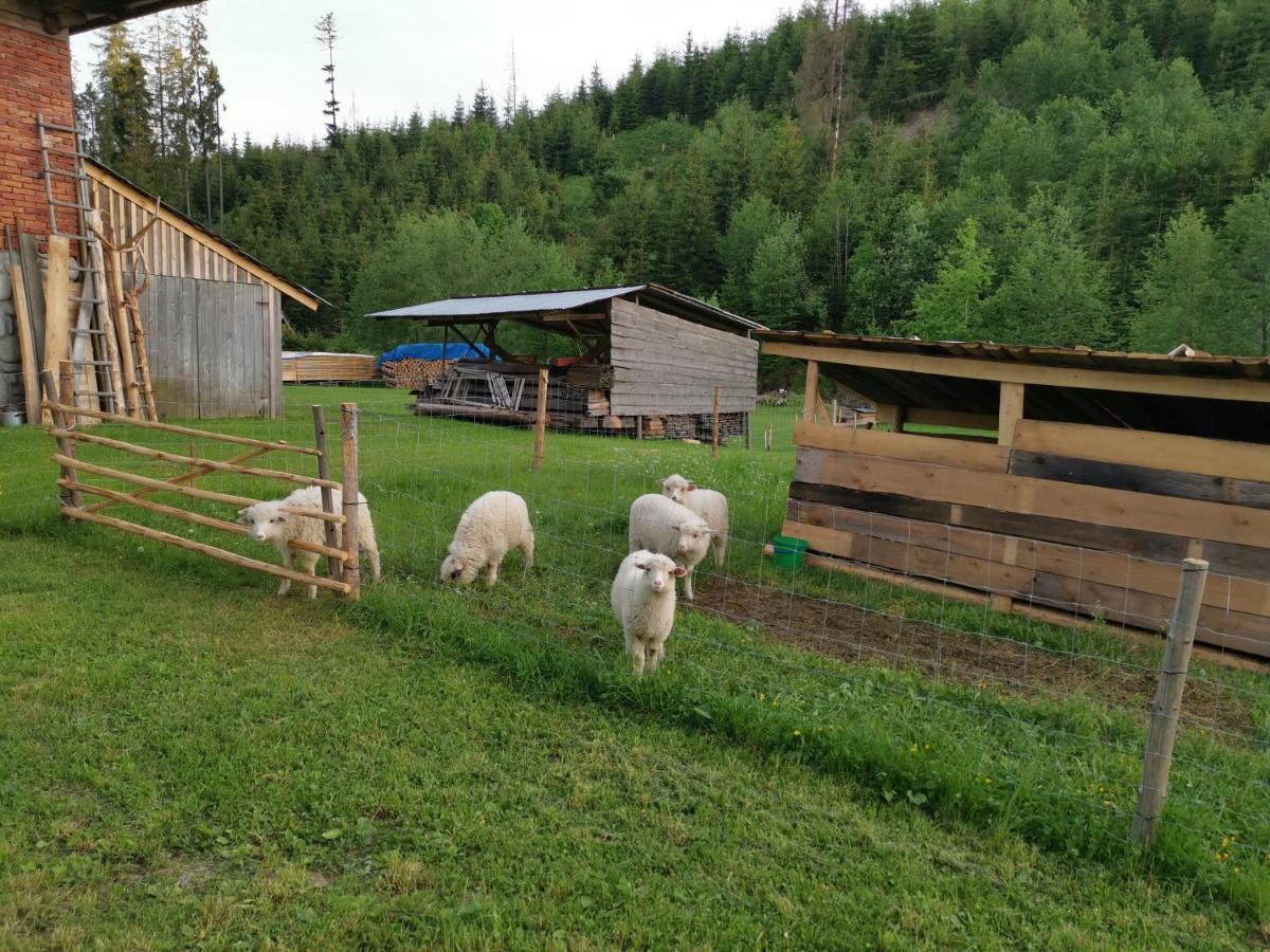 Pokoje Goscinne Pod Limbami Ciche Małe Esterno foto