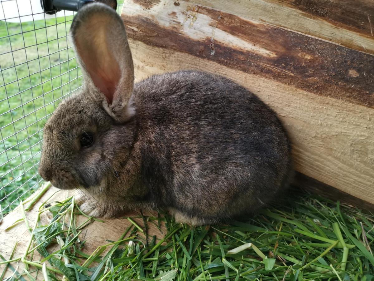 Pokoje Goscinne Pod Limbami Ciche Małe Esterno foto